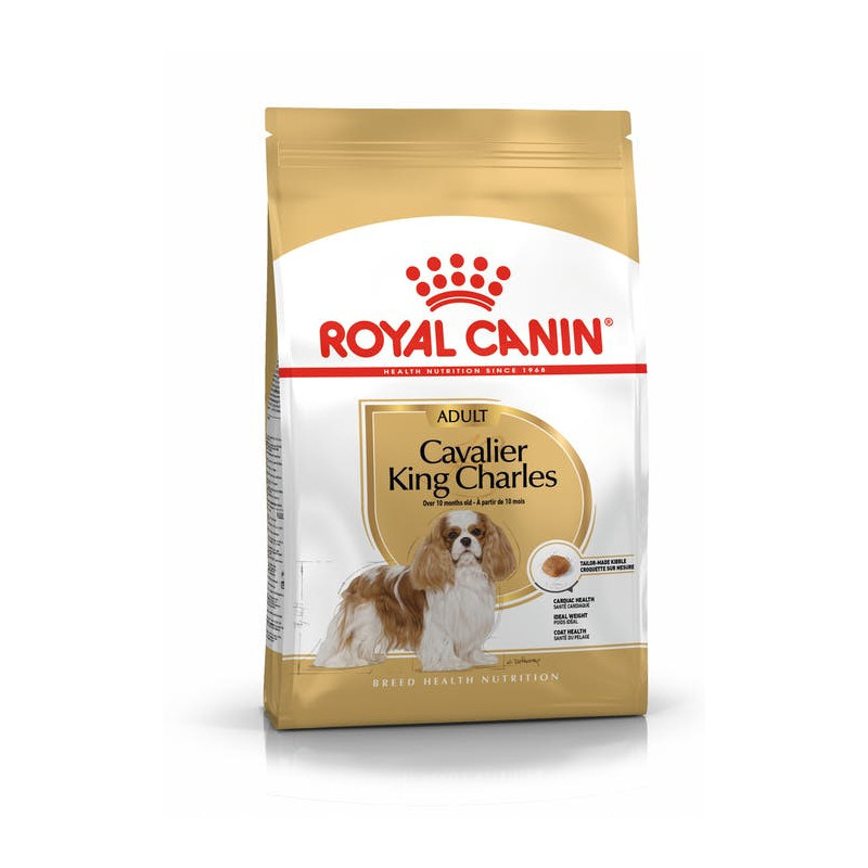 Cavalier King Charles Adult