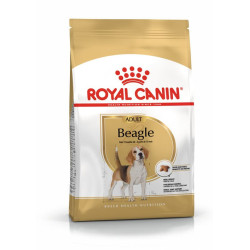 Beagle Adult