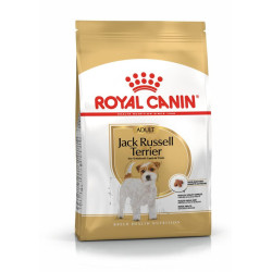 Jack Russell Adulte