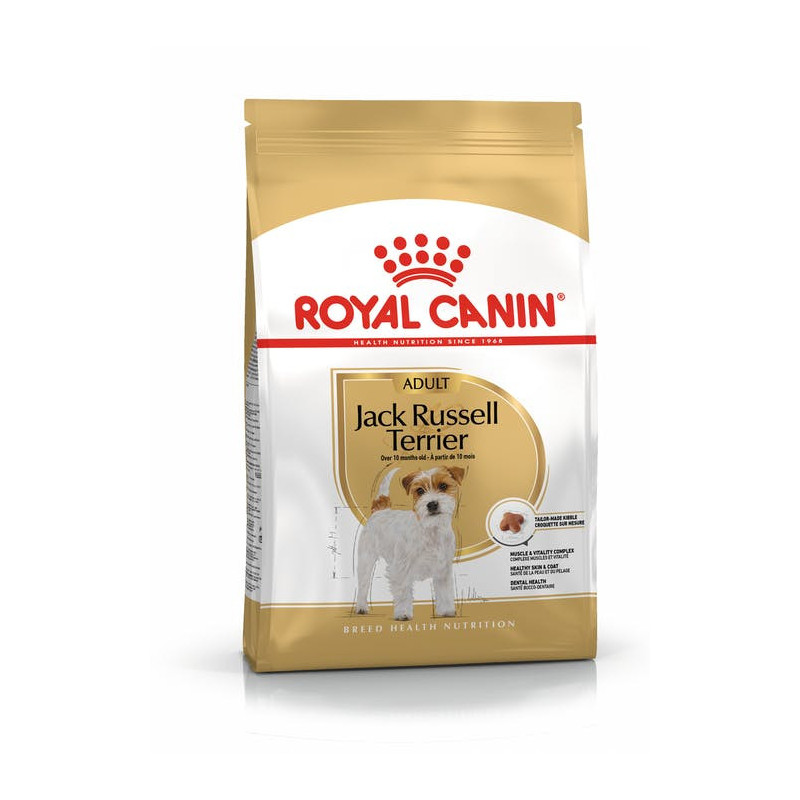 Jack Russell Adulte