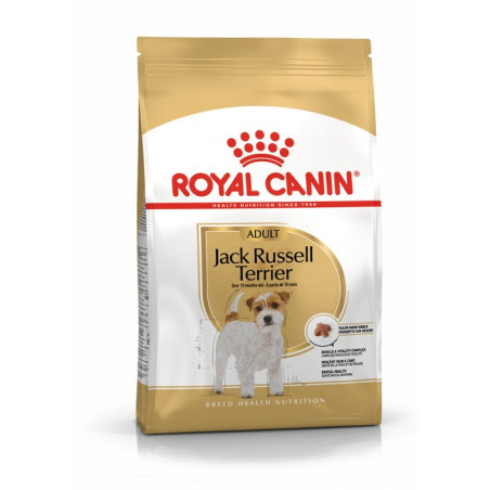 Jack Russell Adulte