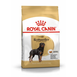 Rottweiler Adult