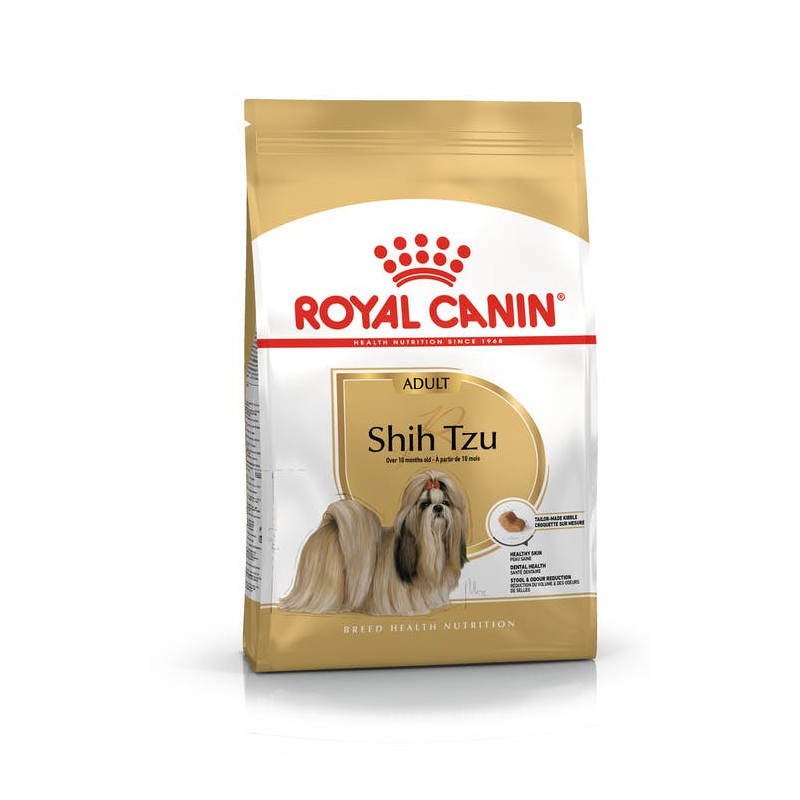 Shih Tzu Adult