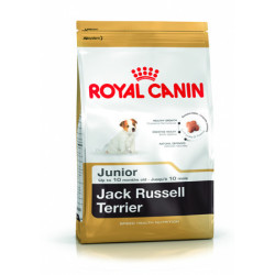 Jack Russell Adulte