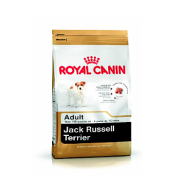 Jack Russell Adulte