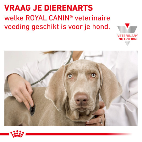 Hypoallergenic Dog DR21